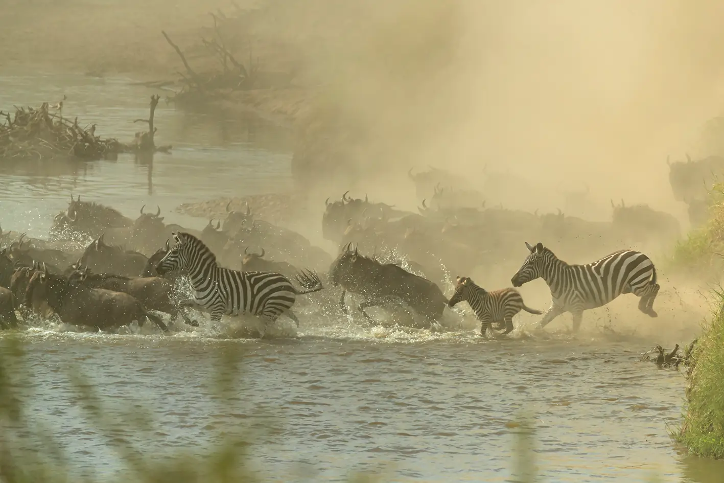 The Great Migration: A Complete Guide